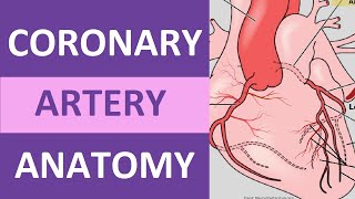 Coronary Artery Anatomy and Physiology Blood Supply Nursing  Anatomy [upl. by Lauzon26]