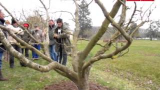 VIDEO Poitiers la taille des arbres frutiers na plus de s [upl. by Antipus]