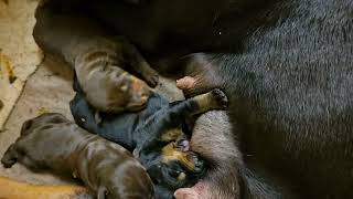 Doberman pinscher puppies 1 week old [upl. by Egief]