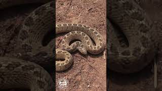 Angry Harmless Snake shorts snakes wildlife Africa [upl. by Fayre]