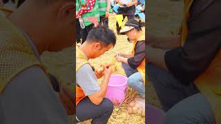 Yidu celebrates Farmers Harvest Festival [upl. by Seko]