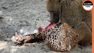 This Baboon Took Revenge on The Leopards Mother [upl. by Sima]