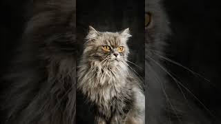 pet cat yt pet catpet collectivepet ratpet videosthe pet collectivecat cute catlover [upl. by Kelsy735]