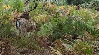 🇬🇧🦌🦓deer Calke Abbey national nature Trust ukvlog nature walking relaxing [upl. by Trakas288]