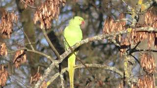 Ein Halsbandsittich bei der Gefiederpflege  Stadtpark Mainz [upl. by Aiket]