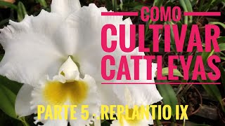 Cultivo de Cattleyas Parte 5  replantio IX [upl. by Anders968]