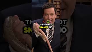 Jimmy Fallons Hilarious Reaction the Legless Lizards 🦎😂 [upl. by Eicram]