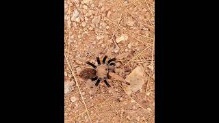 Aphonopelma chalcodes Western desert tarantula Desert blond tarantula Mexican blond tarantula [upl. by Rebma886]