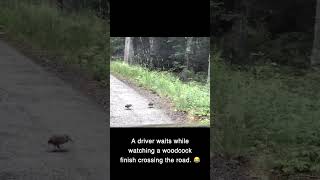 This is just brilliant  A driver waits while watching a woodcock finish crossing the road 😂 [upl. by Groveman]