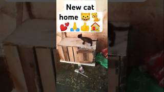 New cat home cat home cat kitten [upl. by Attenad826]