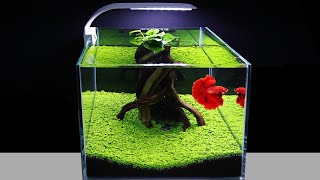 How To Plant Green Carpet In Aquarium For Beginners Amazing Diy Nano Aquascape Cube 30cm No Co2 122 [upl. by Weiss]