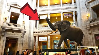 Smithsonian National Museum of Natural History Washington DC Full Tour 2024 [upl. by Viridi366]