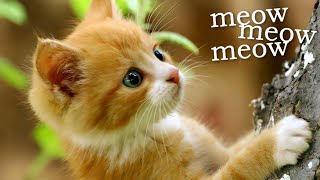 Cute Ginger Kitten Meowing  Kitten Sounds Meow [upl. by Allard]