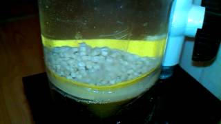 diy fluidized bed reactor test ecoBAK bio pellets skimmer filter thing [upl. by Marigolde320]