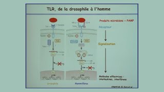 Vous avez dit Immunité innée [upl. by Salesin878]