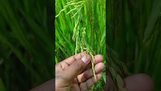 Milking stage of rice part16🌾 Rice cultivation milking ricefarming [upl. by Yllac827]