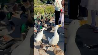 Hundreds Of Happy Quacking Ducks Feeding Frenzy Near The Pond shorts [upl. by Leahcimnoj]