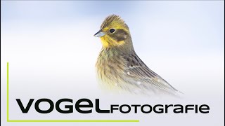 Vogelfotografie an der Winterfütterung  Naturfotografie Tutorial [upl. by Glenine]