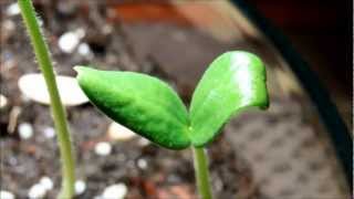 Growing Honeydew Melon from Seeds Days 1113 [upl. by Jobina]