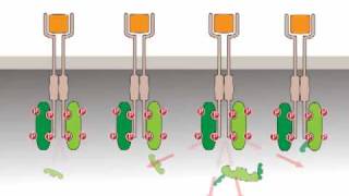 Oncogenic activation receptor tyrosine kinases [upl. by Amahs]