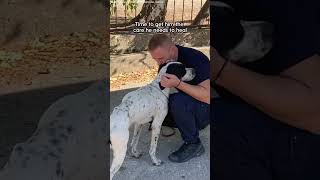 Lonely Dog Was Abandoned At A School  The Dodo [upl. by Ailaza933]