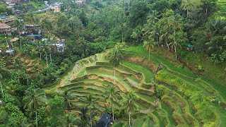 Wakacje Bali 2024 2  Masa atrakcji w okolicach Ubud Tarasy ryżowe 4K [upl. by Fry]