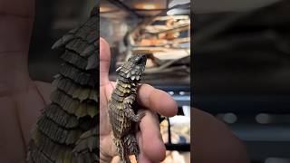 Armadillo girdled lizard uses armored body curled up into a ball from predators animals shorts [upl. by Sibylla268]