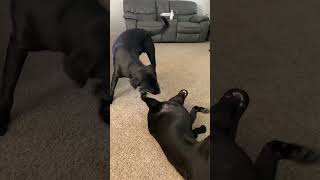 The ultimate sock fight between Kota and Diesel labradors brothersister [upl. by Iahcedrom174]