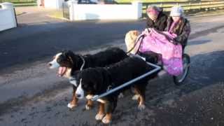 Dog Carting With Bernese Mountain Dogs [upl. by Schulman]