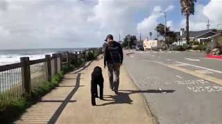 Giant Schnoodle Archie Central Coast OffLeash K9 Training [upl. by Havelock]