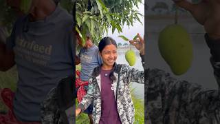 বন্ধুরা দেখো গাছে কতো আম হইসে❤️ viralvideo farming village youtubeshorts funny comedy [upl. by Auqenehs]