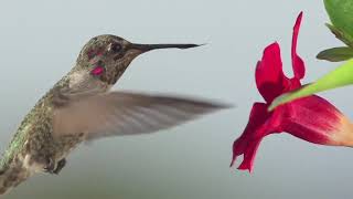 Only bird that can fly forward backward upsidedown and hover  Hummingbird [upl. by Eimoan]