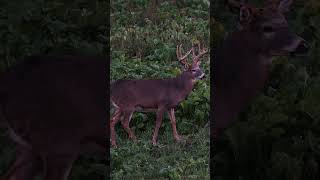 When your target buck appears out of nowhere deerhunter hunting minnesota deer [upl. by Reerg]