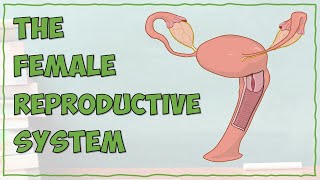 The Female Reproductive System [upl. by Elocal]