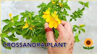 Crossandra fire cracker aboli plant care 🌱🌱 how to grow crossandra plant in pot 🌾🌾 [upl. by Chara107]