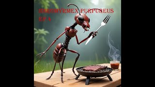 Iridomyrmex Purpureus ep 4 On déménage les zaustraliennes [upl. by Strickland]