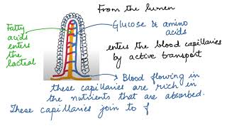 WHAT IS ABSORPTION AND ASSIMILATION HUMAN PHYSIOLOGY DIGESTION AND ABSORPTION 11 CBSEISCNEET [upl. by Ennaeel]