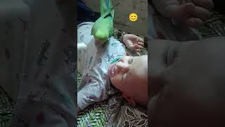 Shyama and Maan ki Love bonding 😜viral parrot and baby video 📷 bollywood song parrot [upl. by Nalorac]