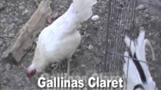 gallinas claret cantando [upl. by Adnarim]