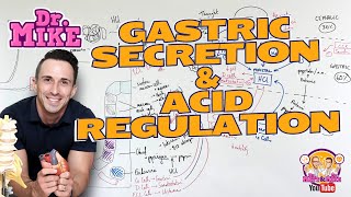 Gastric Secretion and Acid Regulation [upl. by Medin]