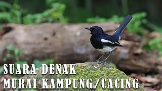 HD Suara Denak Murai Kampung  Cacing mp3 [upl. by Gurney292]