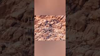 herd of barbary sheep In the high Atlas mountains of Morocco aoudad [upl. by Veal963]