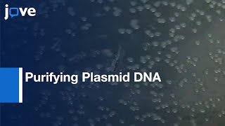 Purifying Plasmid DNA From Bacterial Colonies Using The Qiagen Miniprep Kit l Protocol Preview [upl. by Ettesel781]