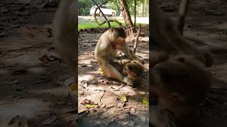 Wildlife monkey in Mohanokor troop monkeyaction monkeybehavior [upl. by Sosthenna]