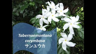 Tabernaemontana corymbosa サンユウカ [upl. by Aihsal605]