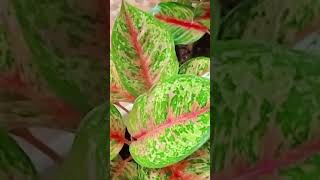 AGLONEMA SUBUR DAN SEHAT plants merawataglonema love tanamanhias viral fyp short sorotan [upl. by Alphonsine59]