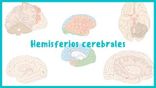 🧠 Sabías sobre la lateralización de las funciones del cerebro cerebro lateralidad hemisferios [upl. by Seuqirdor668]