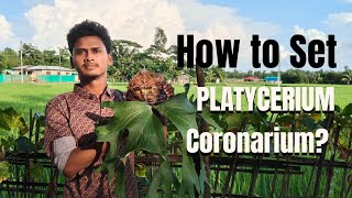 How to Set Platycerium Coronarium [upl. by Zile]