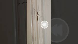 Praying Mantis blocks flash like a pro NatureLovers ExploreNature WildlifeVideos Wildlife [upl. by Allit]