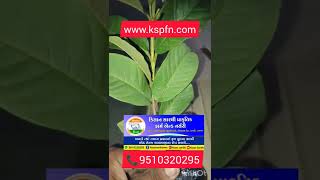 Online plant Nursery Ugaoo paudhewala nurserylive kspfn homegardening Taiwanpink [upl. by Oca]